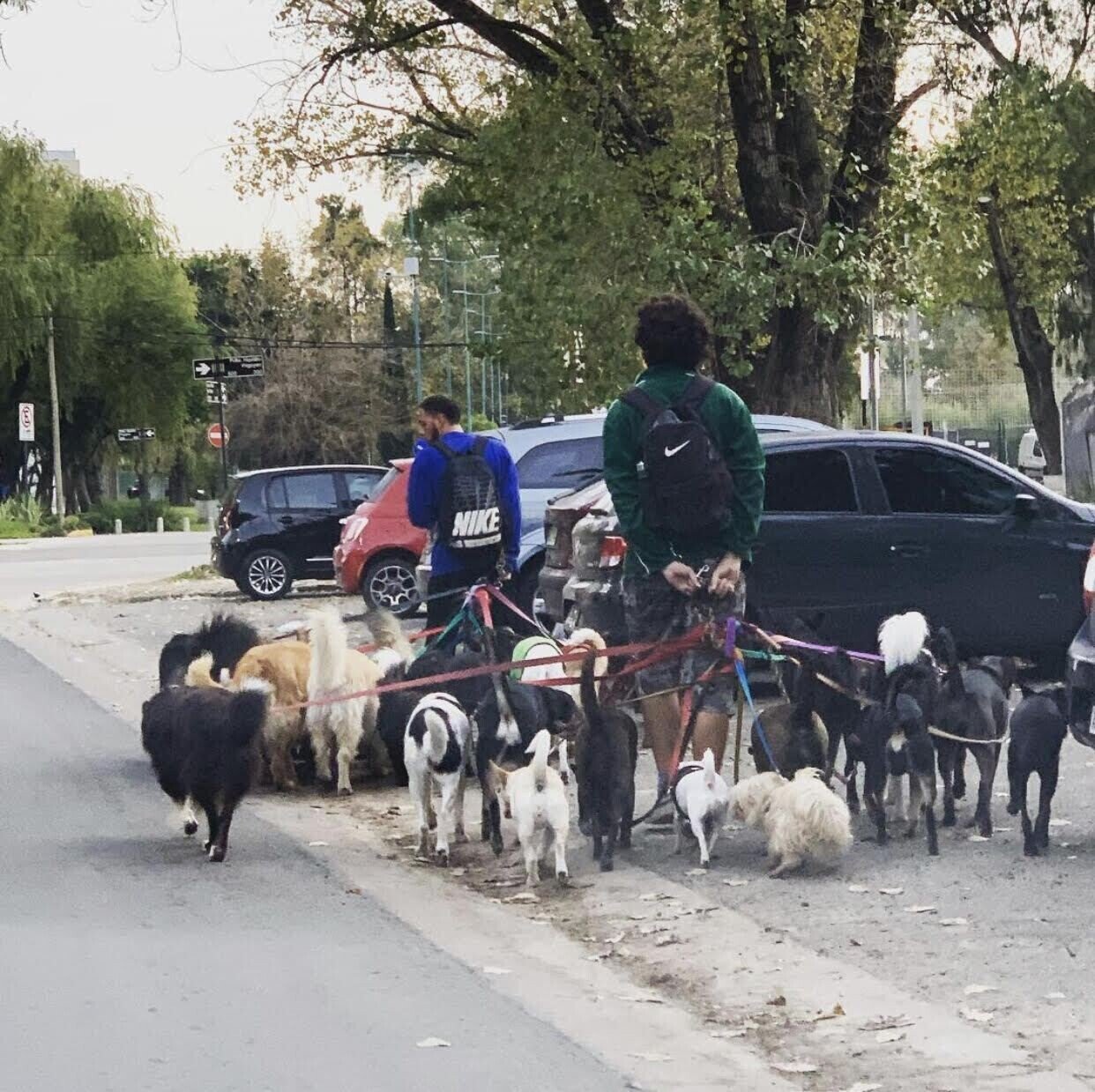 アルゼンチンの犬お散歩屋さん Career Markインターン Note