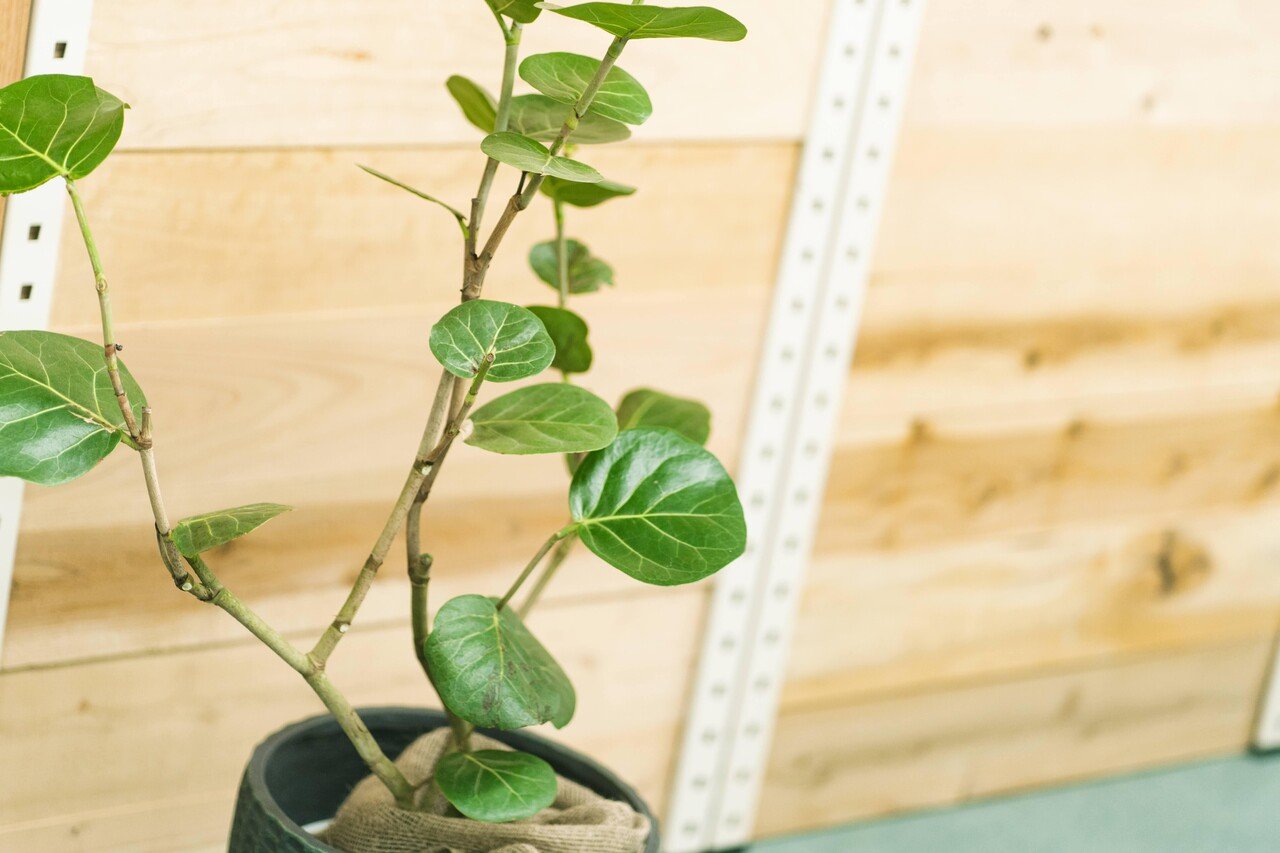 かいぜん 植物が増えて さらに居心地よい空間になりました Mass Mass Note