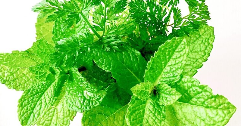 フードドライヤーを使ったドライハーブの作り方 ミント バジルなど全9種まとめ 粉砕機 食品加工器具取扱 ラボネクト株式会社 Note