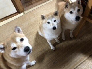 たまにはうちのわんこの事を 先住犬 のゆうじろう しば犬5歳 保護権3年目の2頭けんたと ゆかり 皆んな仲良し 兄弟に間違われたり穏やかに過ごしてくれてるので私も幸せ ペットを最期まで責任を持って飼う 藍 日十美 Note