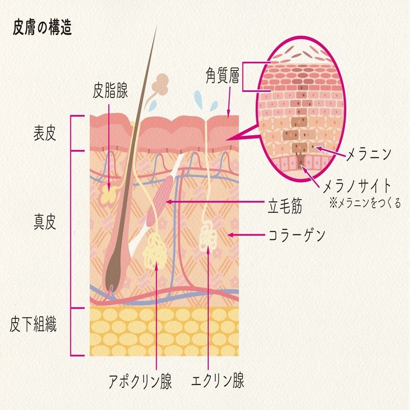 形 を知ると 身体のしくみと進化が見えてくる キリンと人間 どこが違う 夏前に知っておきたい皮膚の話 郡司芽久 本がひらく