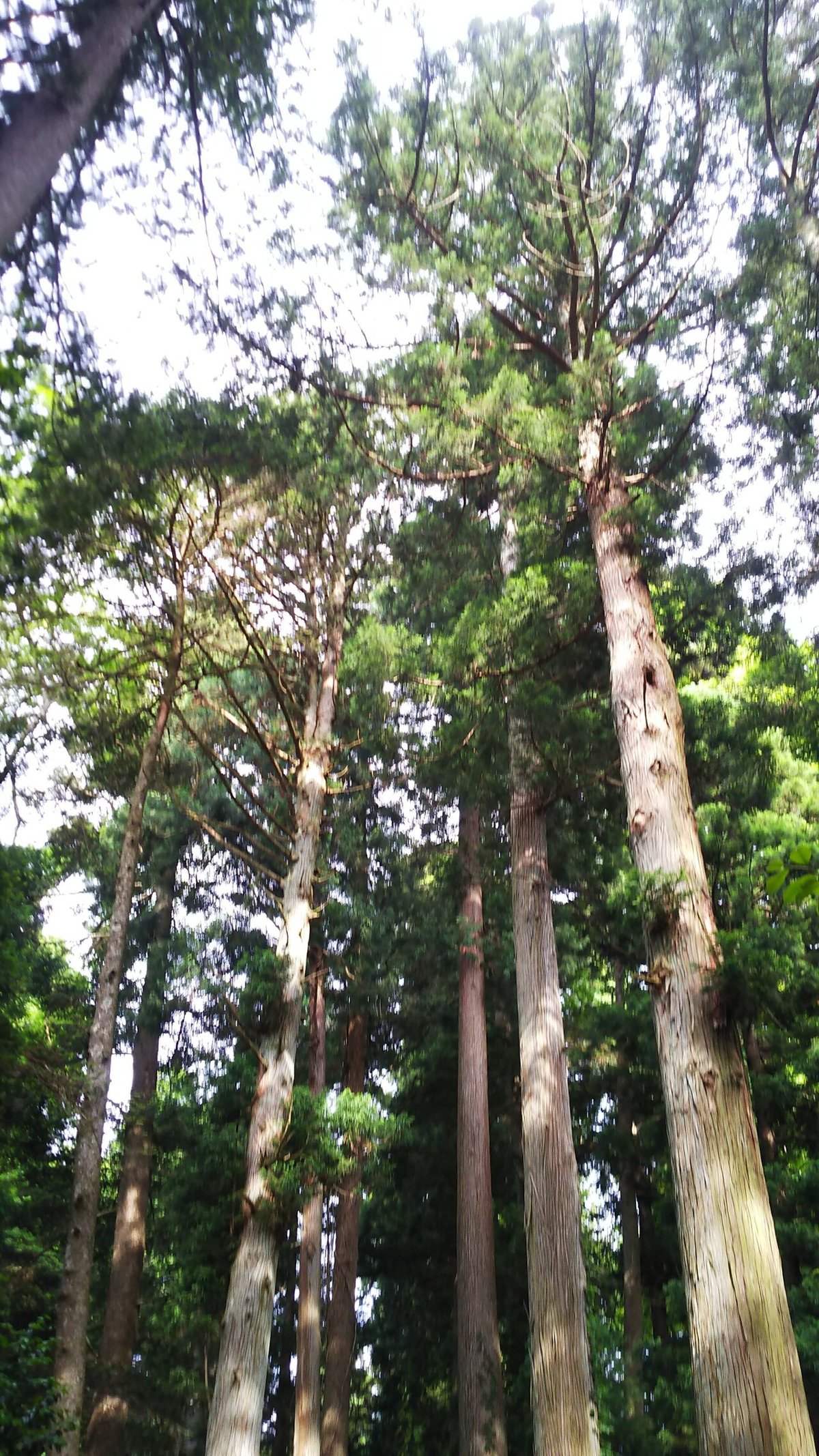 夏木立振り向けばそこに手水舎が