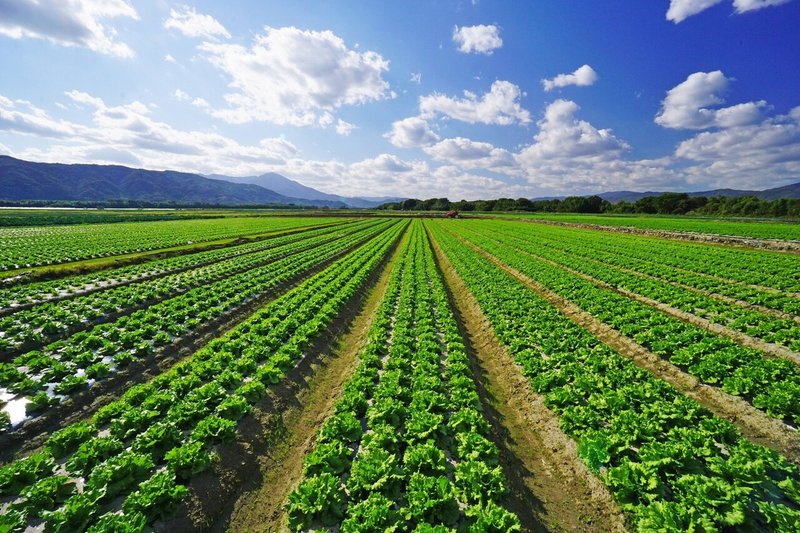 食　優秀賞「サラダ大地」