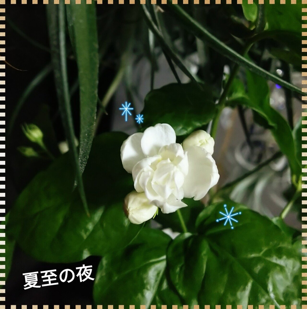 植物徒然 マツリカの開花 他編 楽水 Note