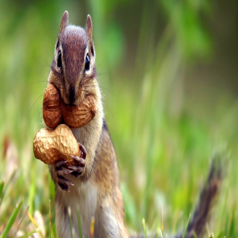 確認用　海外　初期　リス 80 アメリカに、なぜリスがあんなにいるのか。｜くみ🍀シリコンバレー