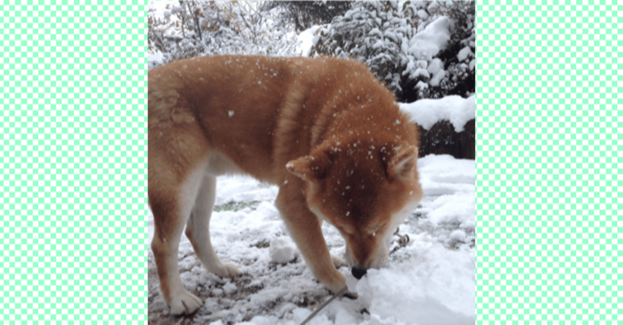 フリー素材 Noteの見出しに使える犬写真集30選 柴犬 チャーシュー食べるタイミング じゃが山りこ Note