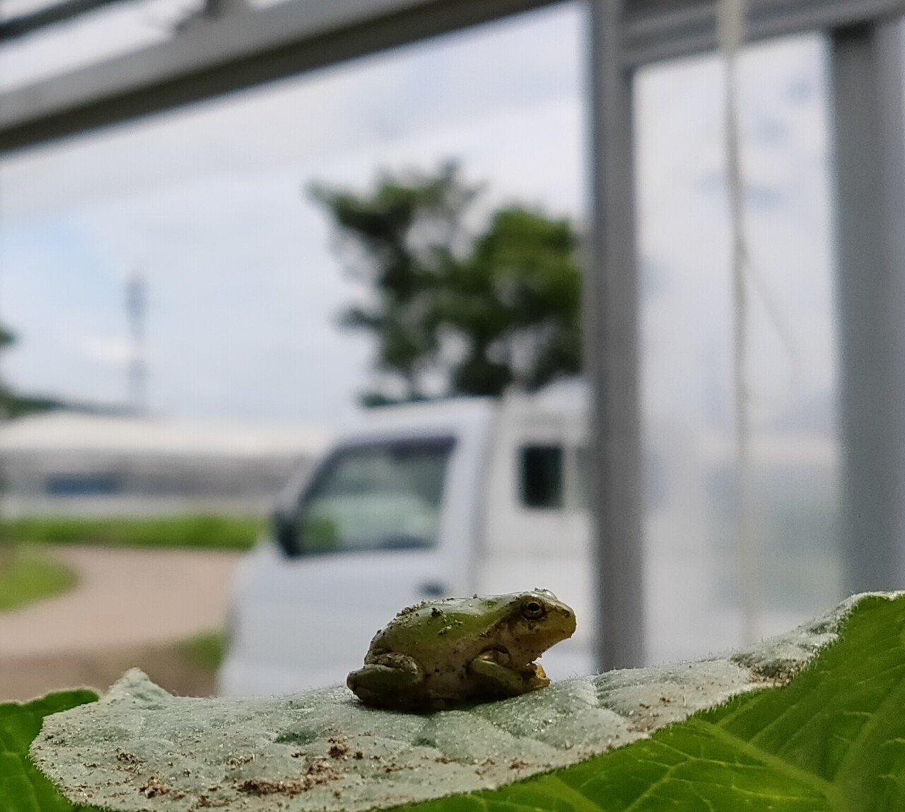 カエルは朝が苦手 はっぱちゃん Note