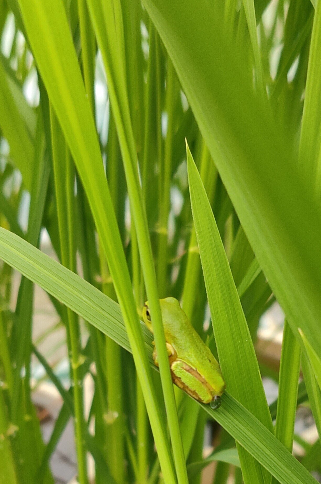 カエルは朝が苦手 はっぱちゃん Note