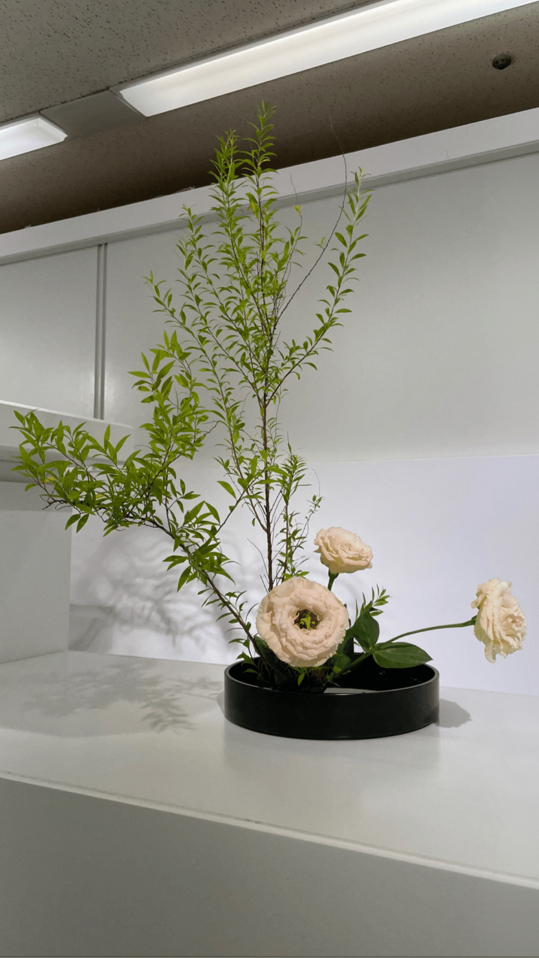 トルコギキョウ 乕舛 Note