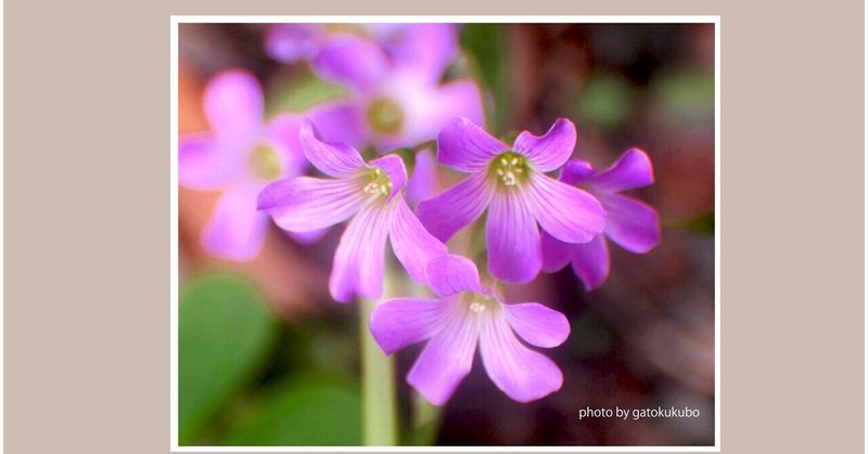 美しい花なのに雑草 の新着タグ記事一覧 Note つくる つながる とどける