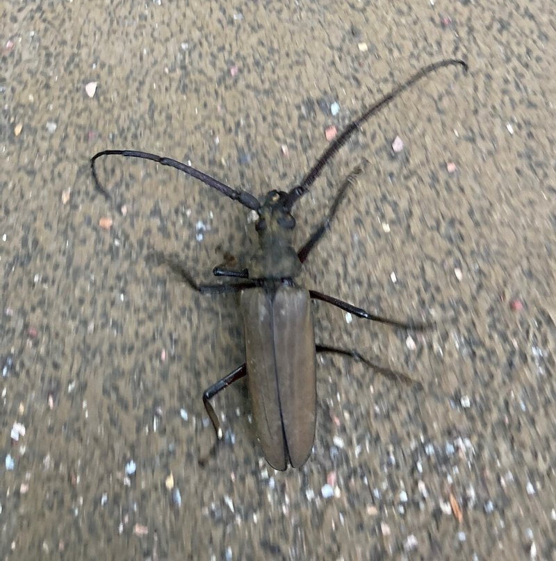 朝顔と昼顔の違いとは 根雨良光 Note 朝顔と昼顔の違いとは 根雨良光 Note