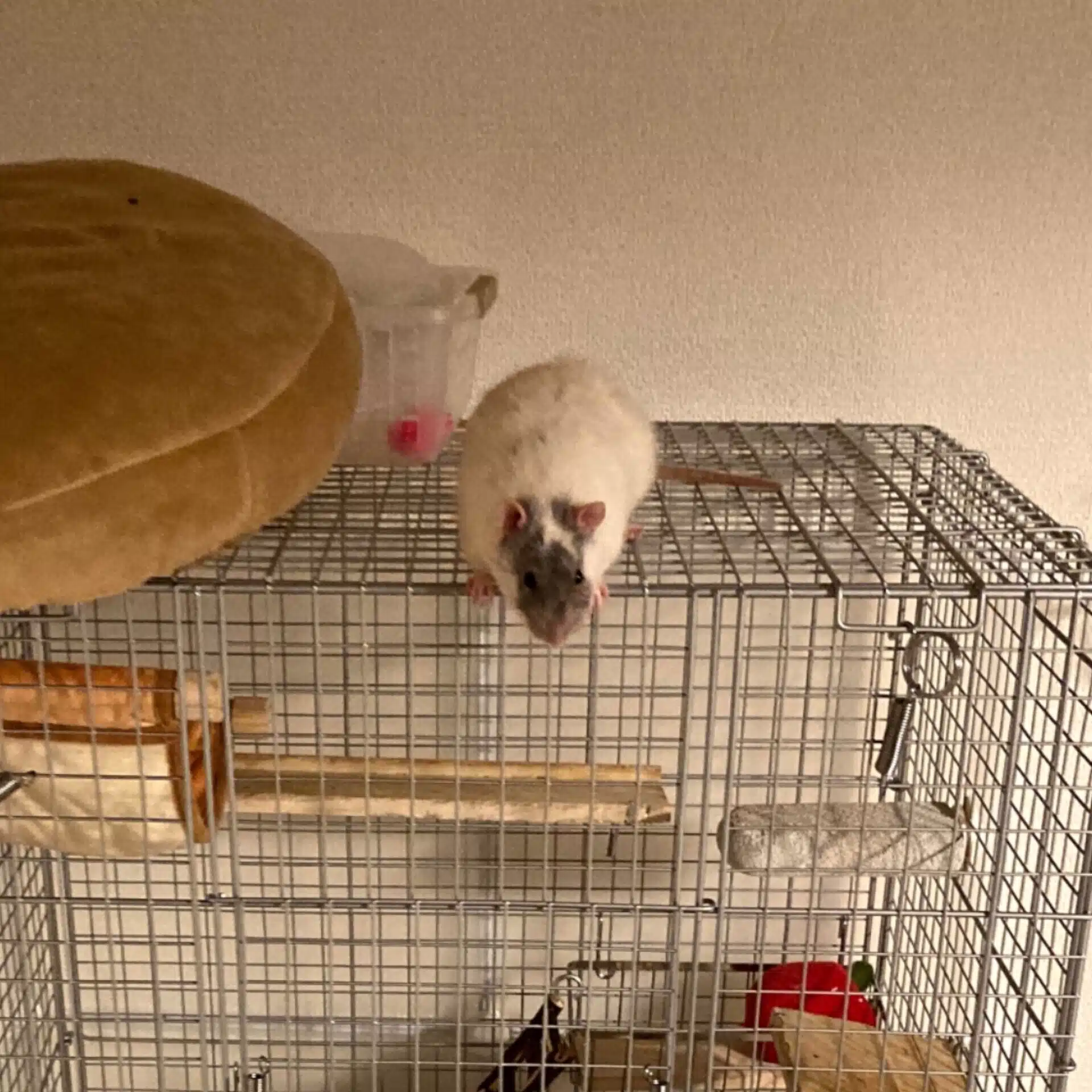 ごはん