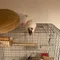 ごはん