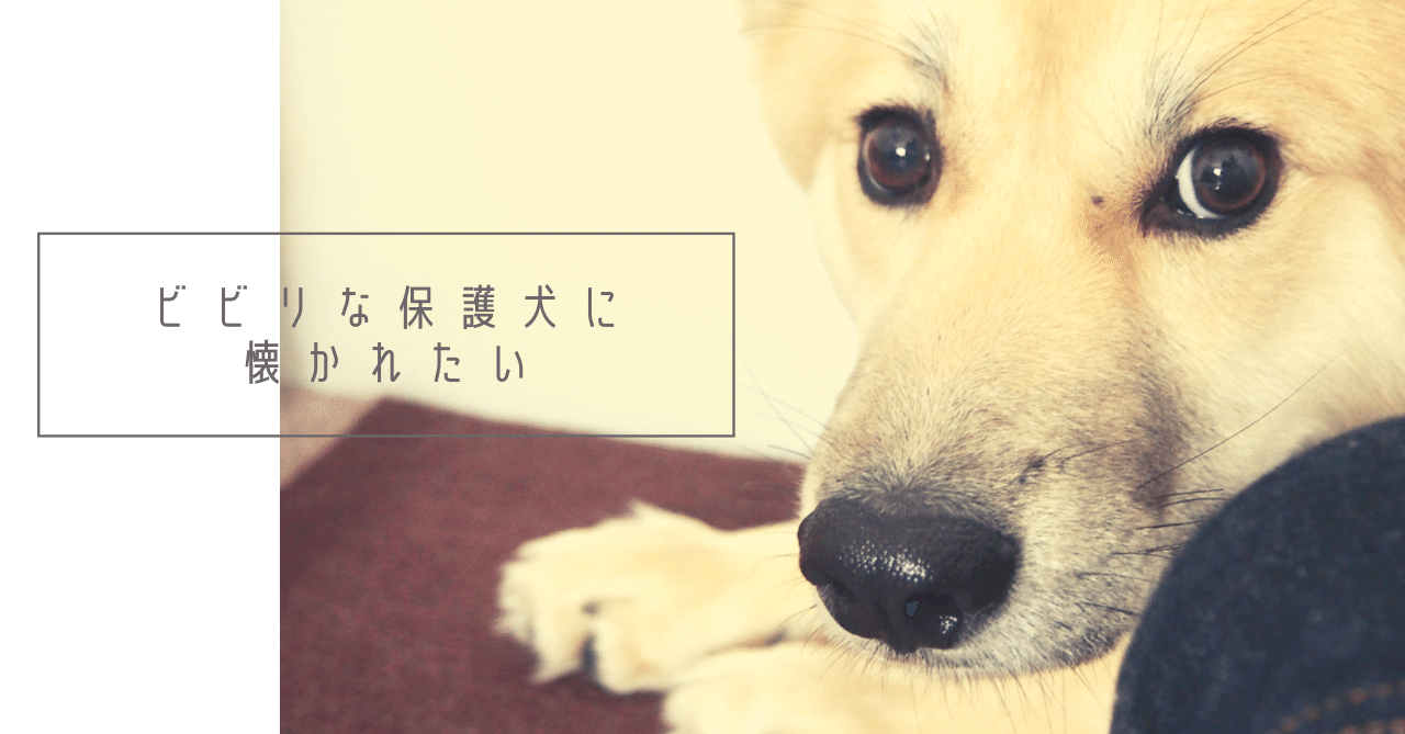 ビビリな保護犬に懐かれたい 7 ミムラ Note