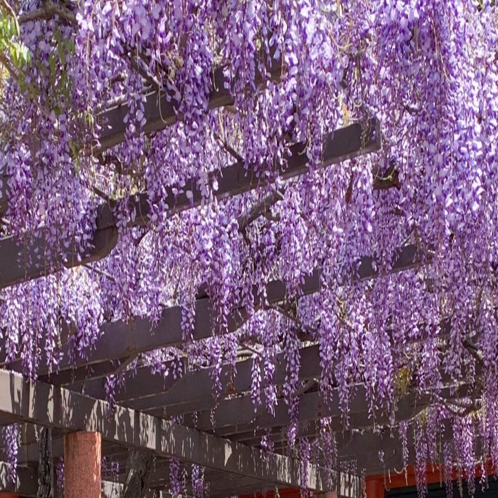 藤枝静男「悲しいだけ」を読んで｜つっつぅ