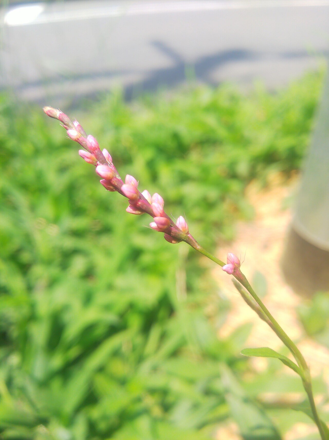 イヌタデ あおはくたき Note イヌタデ あおはくたき Note