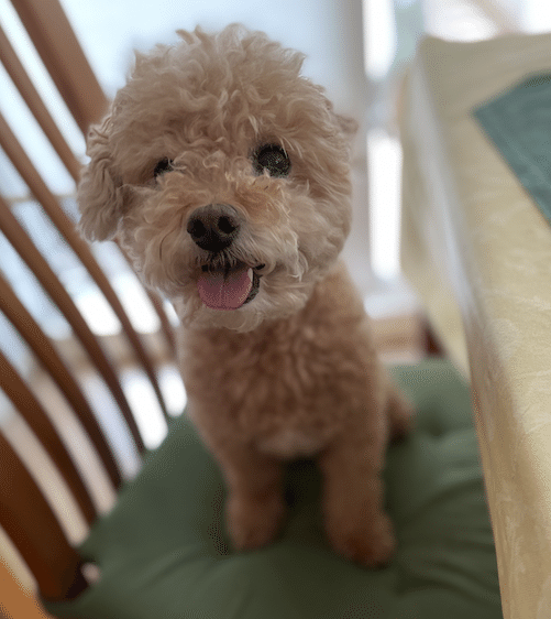 韓国好きよしもと芸人と行く梨泰院オンラインツアー 保護犬猫のオンライン譲渡会 おかんでもわかるuxウェビナー ふーちゃんが気になるオンラインセミナー イベント3選 Fuuma オンライン開催情報まとめサイト Note 韓国好きよしもと芸人と行く梨泰院オンラインツアー 保護犬猫のオンライン譲渡会 おかんでもわかるuxウェビナー ふーちゃんが気になるオンラインセミナー イベント3選 Fuuma オンライン開催情報まとめサイト Note