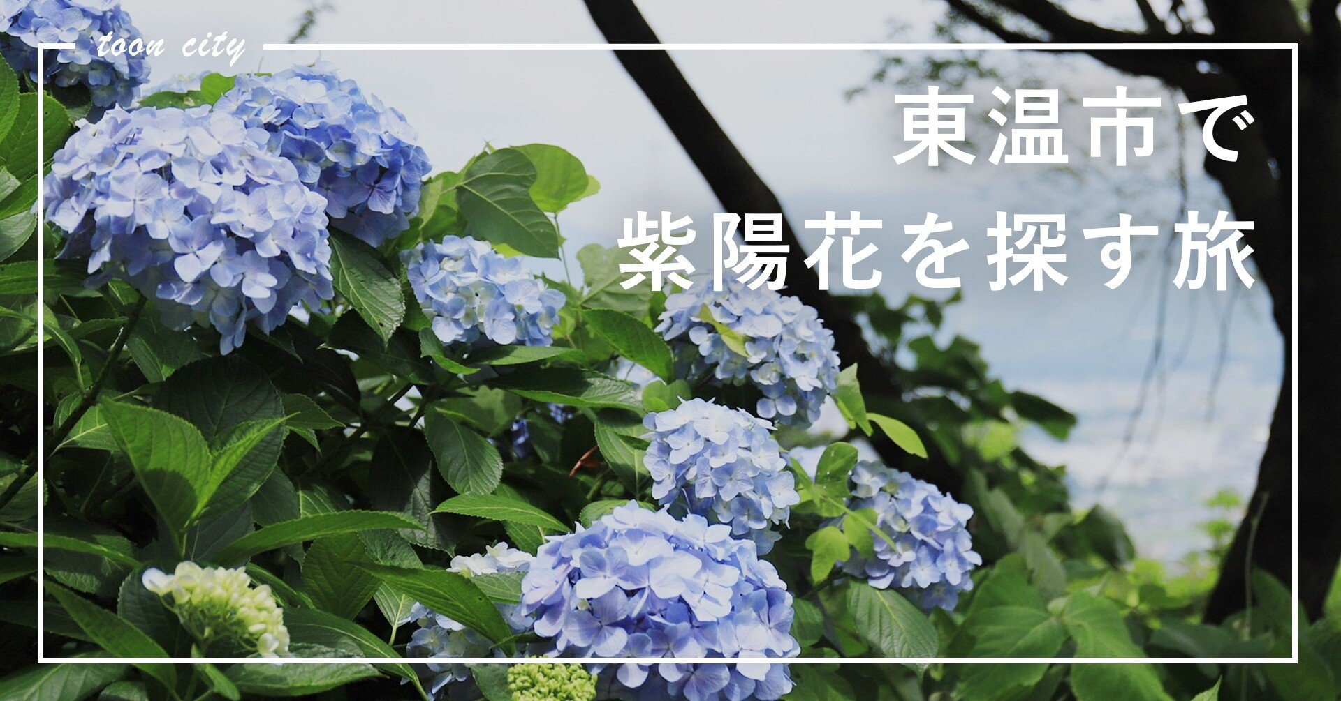 紫陽花を探す旅に出ました 東温市公式note 愛媛県