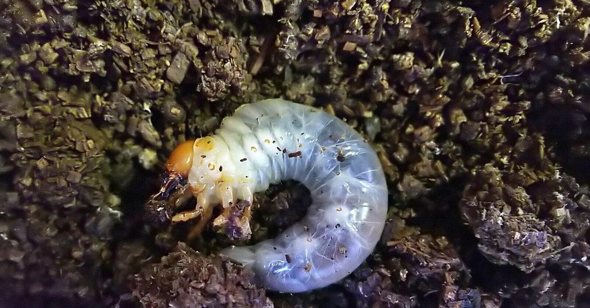 オオクワガタの産卵セット(割り出し編)｜しんちゃん