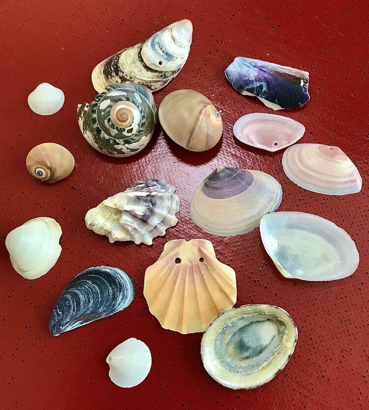 天然 標本 貝　ミサカエカタベガイ貝殻