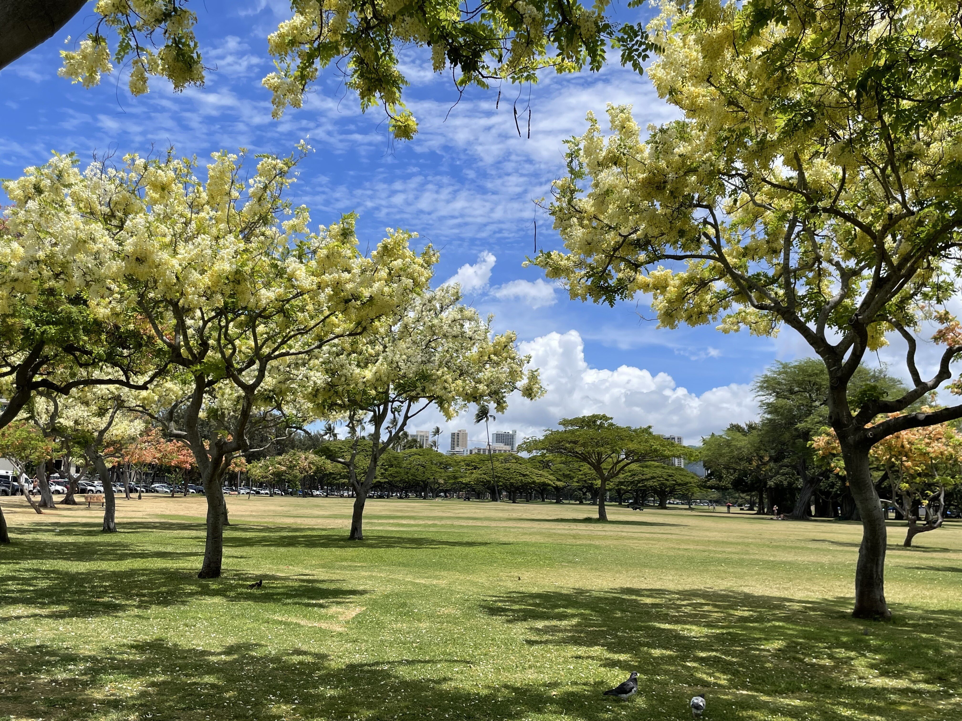 カピオラニ公園 の新着タグ記事一覧 Note つくる つながる とどける