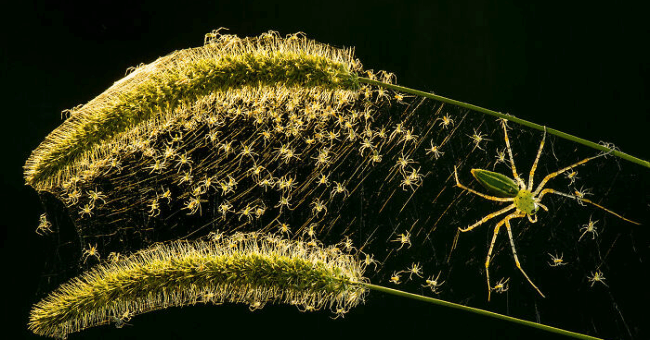 母なる自然を撮った優秀作 8 究極の兄弟対決 ノリノリ Note