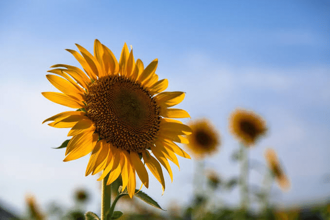 ご自身の誕生花 何のお花かご存知ですか 山田沙耶 Note