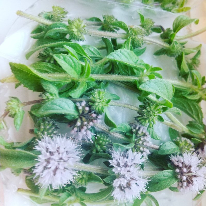 ペニーロイヤルミント の新着タグ記事一覧 Note つくる つながる とどける