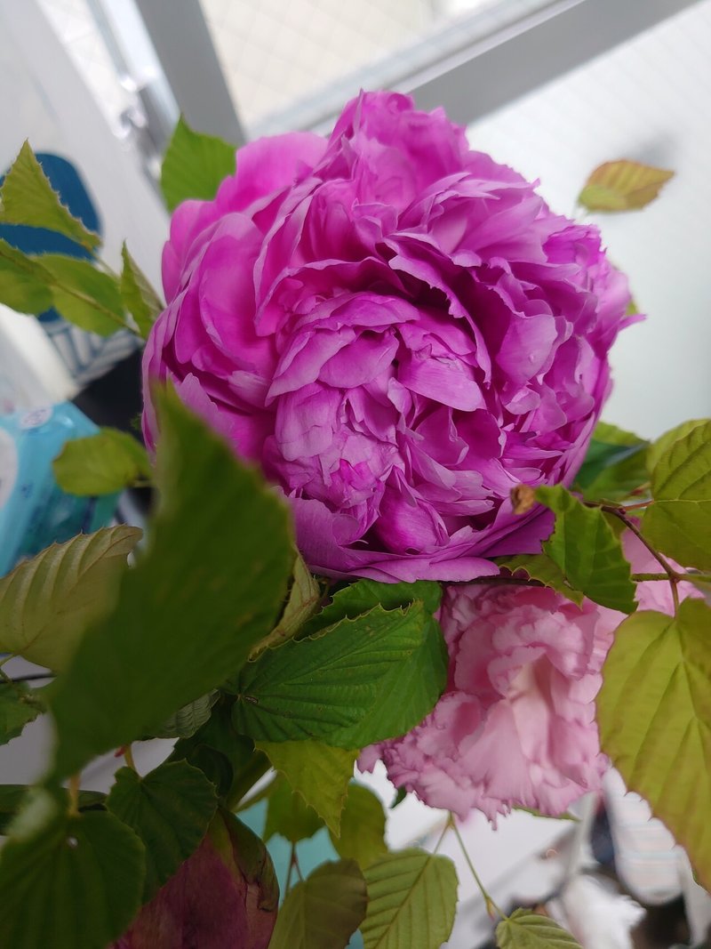 6月の花 澄衣 Note