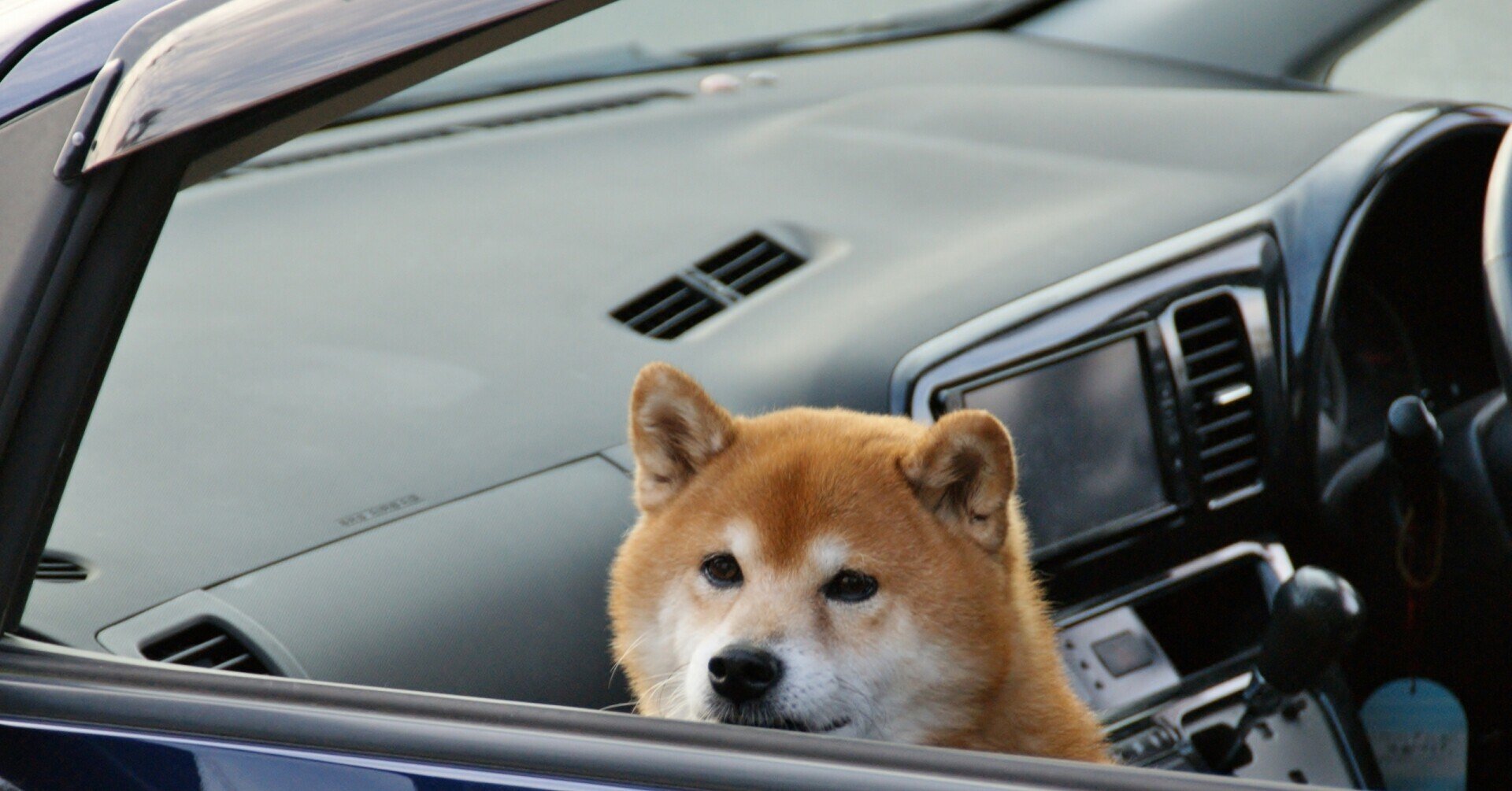 スバルのcmには柴犬がちょいちょい出るので油断できない しばいぬたろう Note