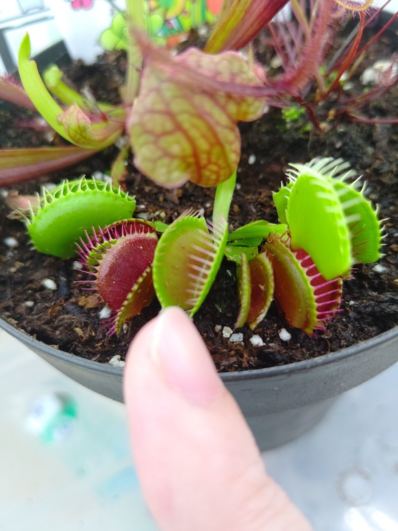 コバエホイホイ の新着タグ記事一覧 Note つくる つながる とどける