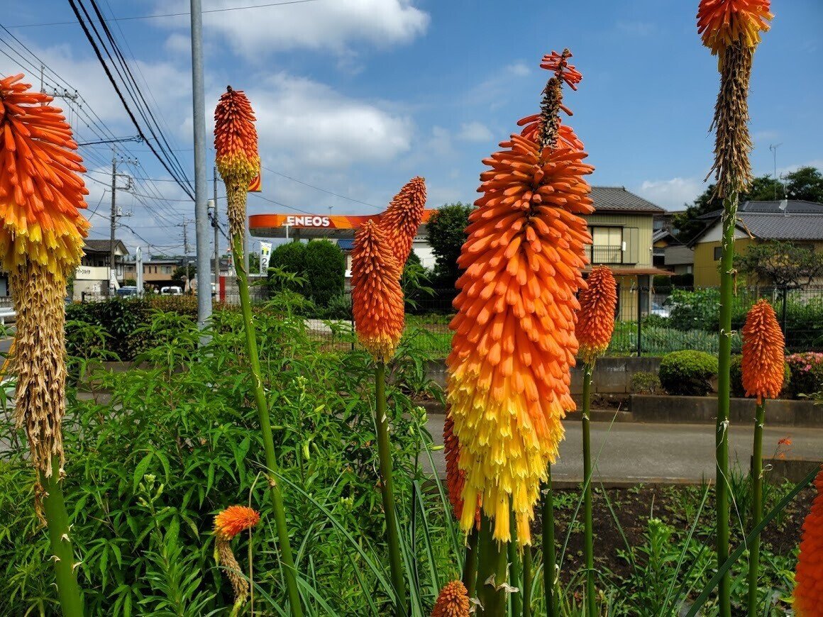 最近のことごと 大前みどり Note