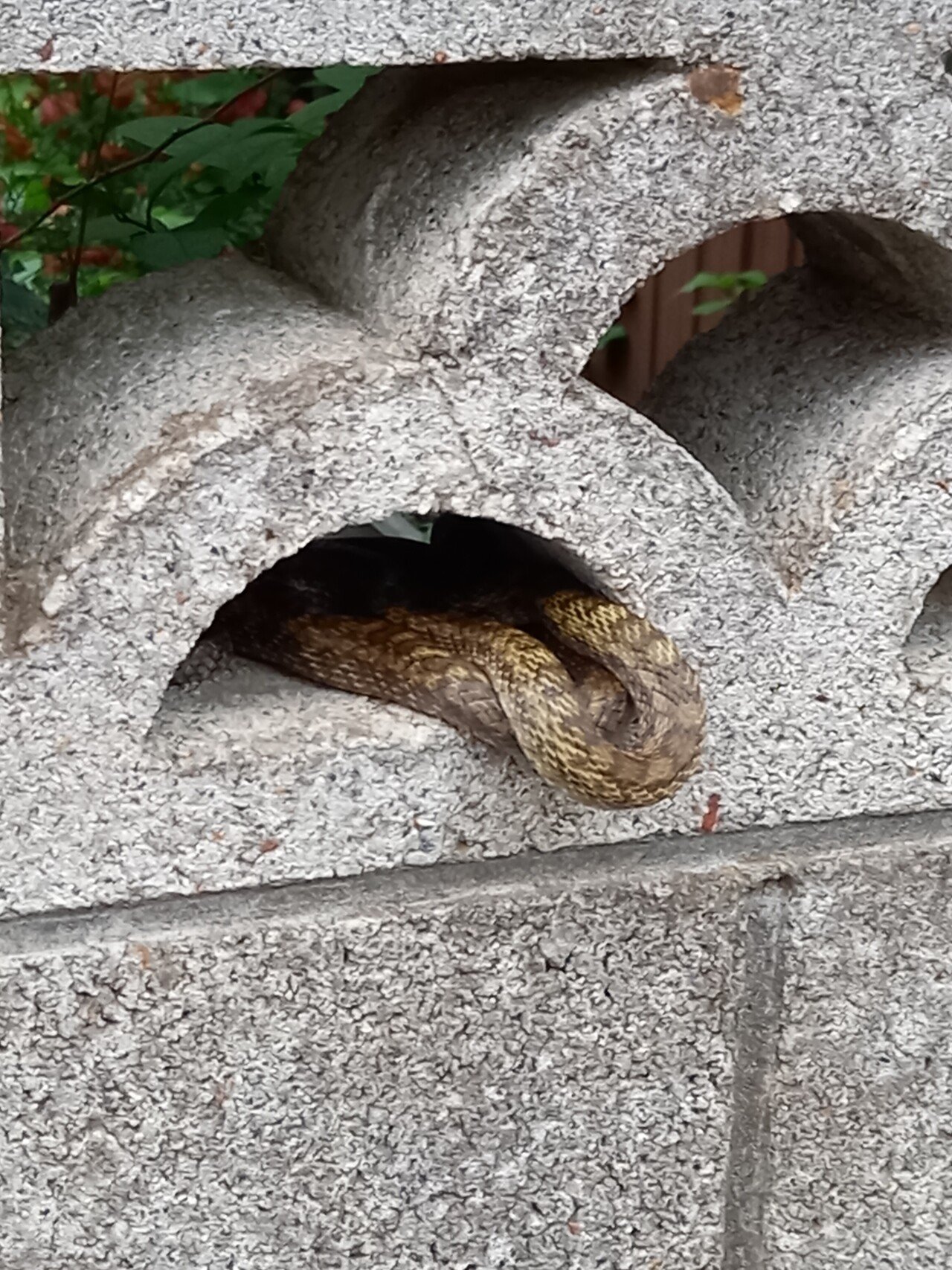 昨日 タイガー立石展の帰り道 閑静な住宅街 かみさんが 蛇がいる と言うので見れば住宅のブロック塀に蛇がとぐろ を巻いている しかし 顔が見えない 帰宅して調べたら どうも模様からマムシのようだ その住 消雲堂 しょううんどう Note 昨日 タイガー立石展の帰り道 閑静な住宅街 かみさんが 蛇がいる と言うので見れば住宅のブロック塀に蛇がとぐろ を巻いている しかし 顔が見えない 帰宅して調べたら どうも模様からマムシのようだ その住 消雲堂 しょううんどう Note