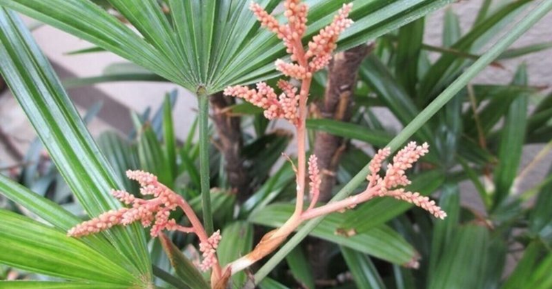 観音竹の花 の新着タグ記事一覧 Note つくる つながる とどける