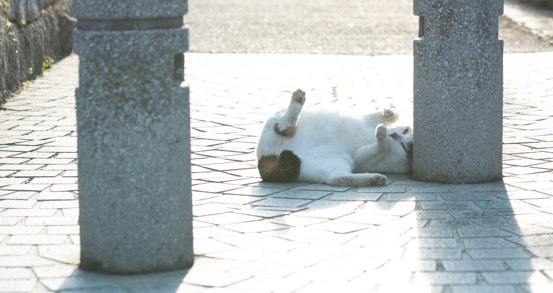 本気のねこ撮り！たまにヒト！