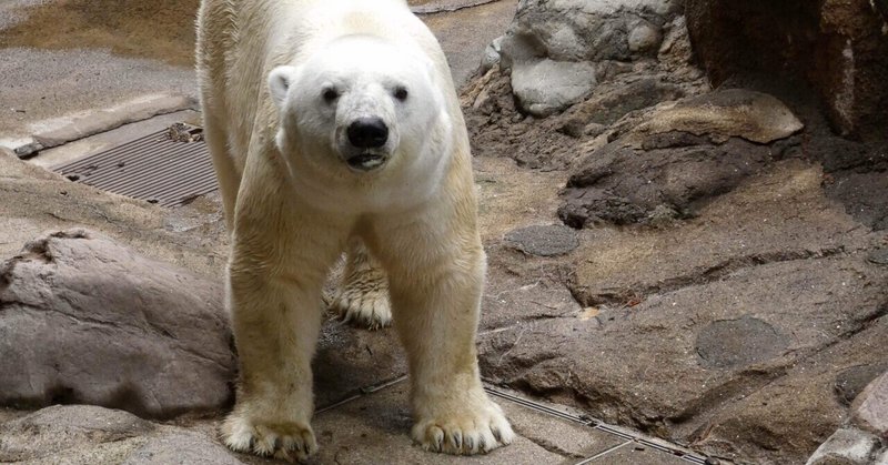 よこはま動物園ズーラシア の新着タグ記事一覧 Note つくる つながる とどける よこはま動物園ズーラシア の新着タグ記事一覧 Note つくる つながる とどける
