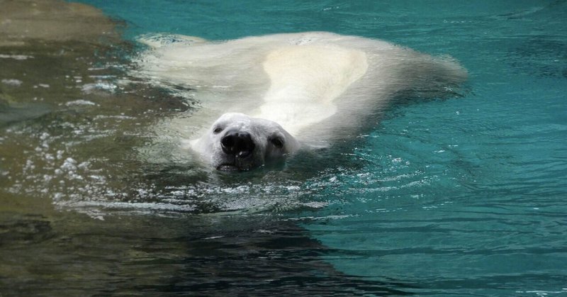 よこはま動物園ズーラシア の新着タグ記事一覧 Note つくる つながる とどける よこはま動物園ズーラシア の新着タグ記事一覧 Note つくる つながる とどける