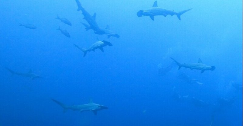 サメと泳ぐ の新着タグ記事一覧 Note つくる つながる とどける