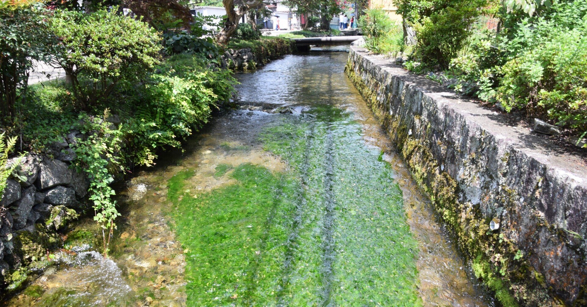 中山道醒井 さめがい 宿 清流と梅花藻の里 旅のカタログ Note 中山道醒井 さめがい 宿 清流と梅花藻の里 旅のカタログ Note