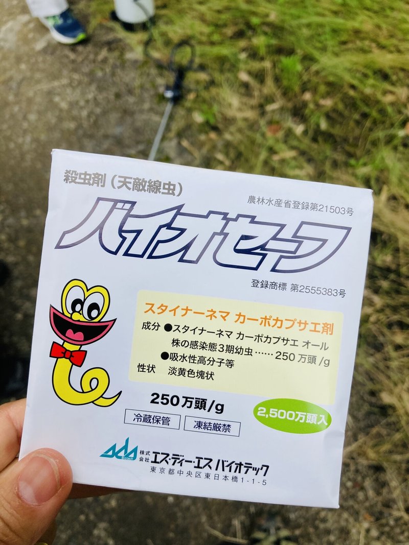 孝子さんの桜を守ろう 生物農薬バイオセーフを知っていますか Maya Note 孝子さんの桜を守ろう 生物農薬バイオセーフを知っていますか Maya Note