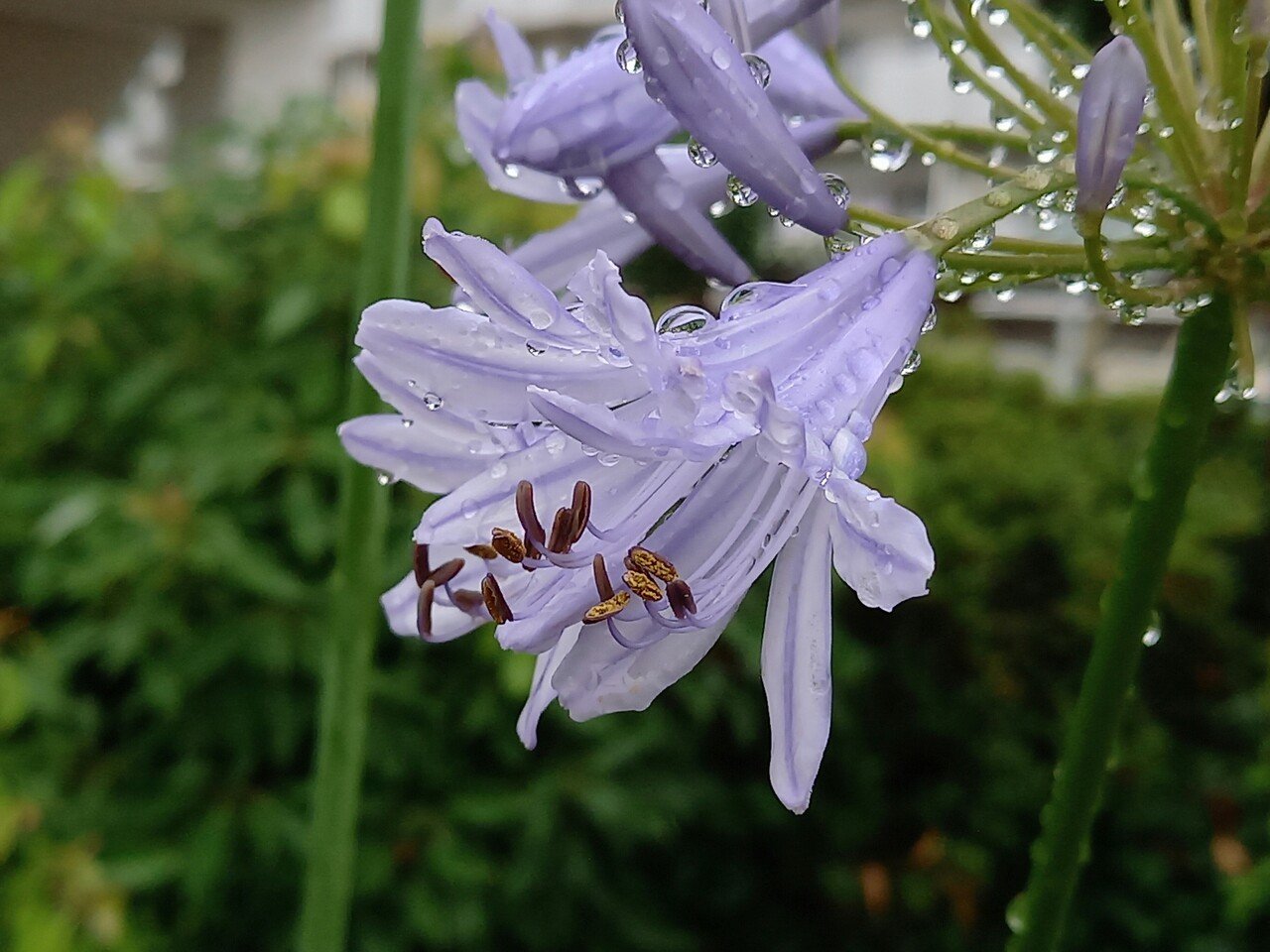 散策中に遭遇した紫色の花たち 柘榴 Note