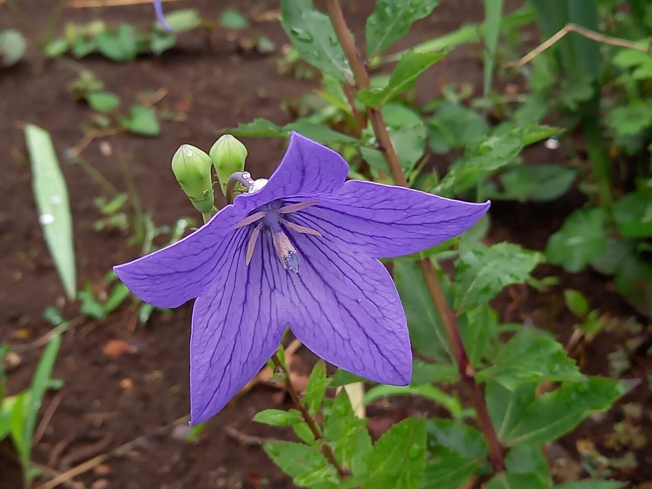 散策中に遭遇した紫色の花たち 柘榴 Note