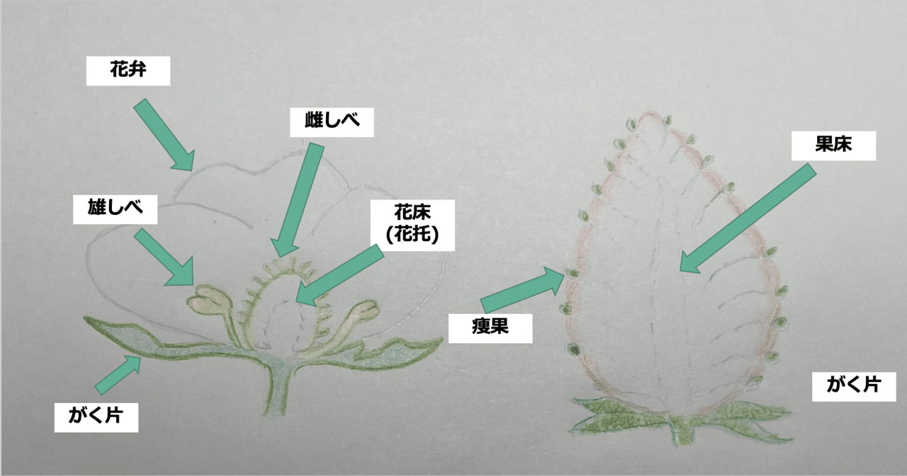 １ 植物体の器官 花 果実 株式会社momo Note