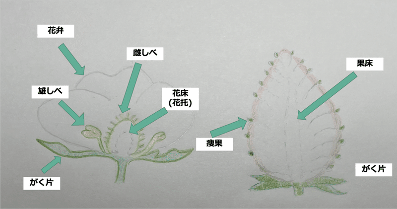１ 植物体の器官 花 果実 株式会社momo Note