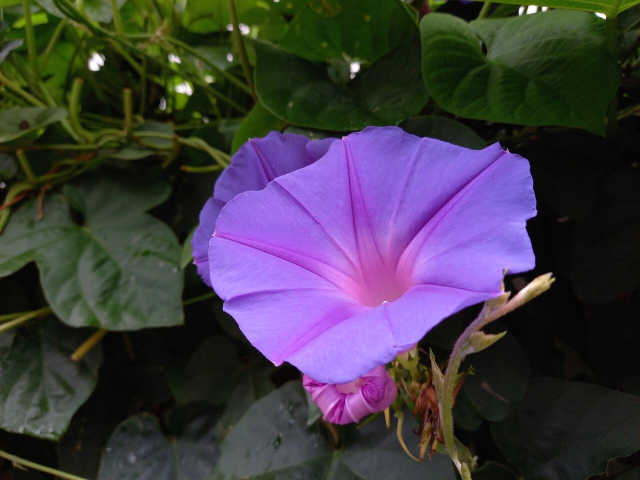 散策中に遭遇した紫色の花たち 柘榴 Note