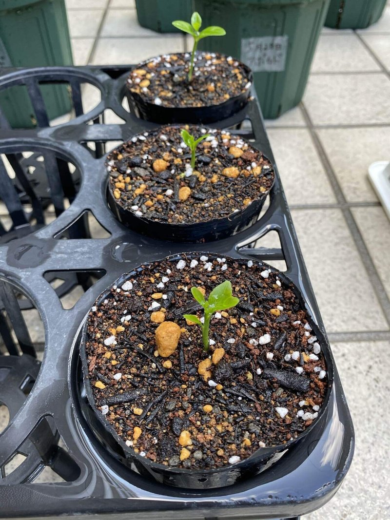 家庭菜園 広島県産 レモン 1 鉢上げまで 東京みのり研究所 Note