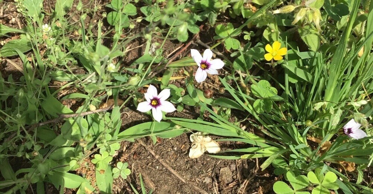 野草 野に咲く草花達 ニワゼキショウ 庭石菖 Srmr Jp Note