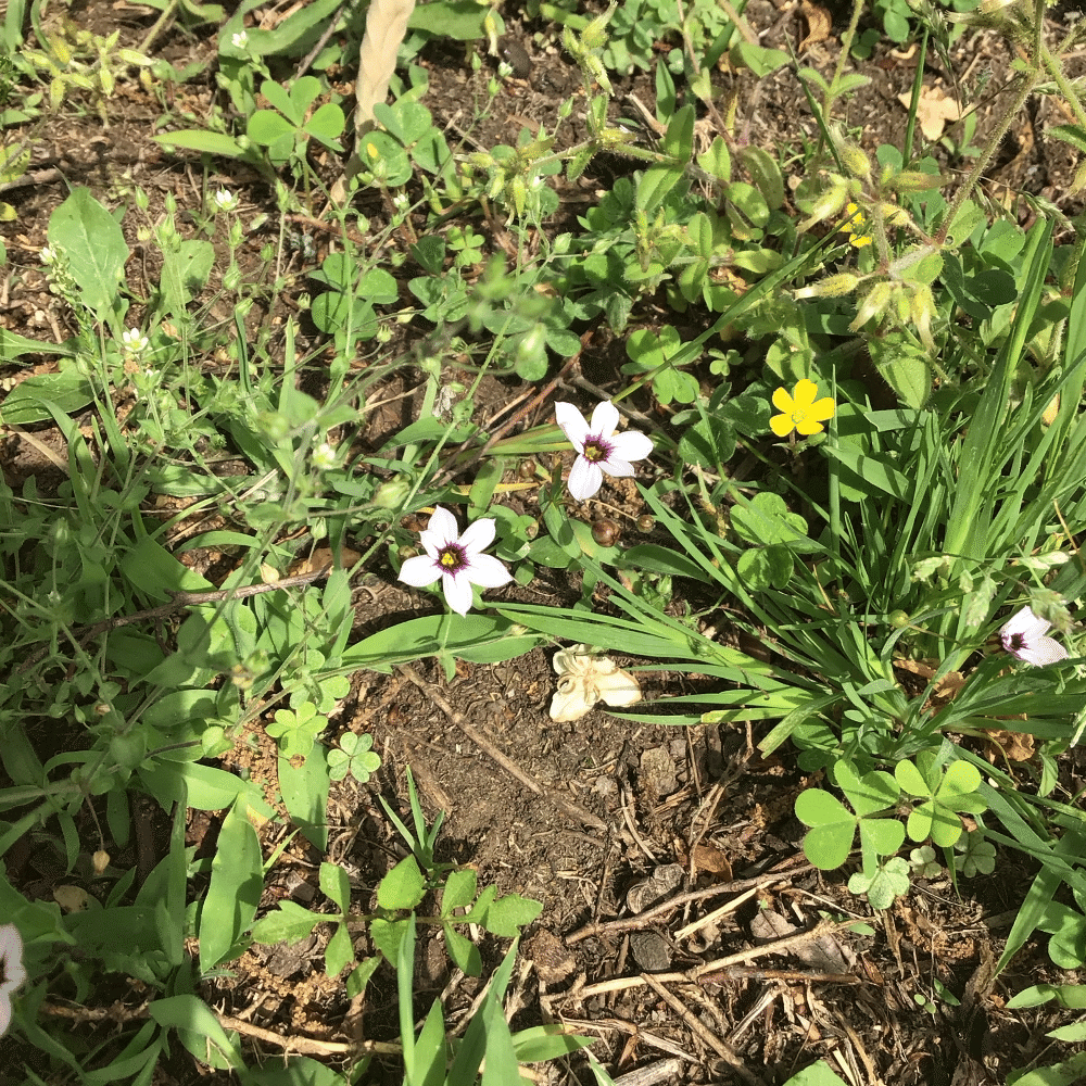 野草 野に咲く草花達 ニワゼキショウ 庭石菖 Sirumiru Note 野草 野に咲く草花達 ニワゼキショウ 庭石菖 Sirumiru Note