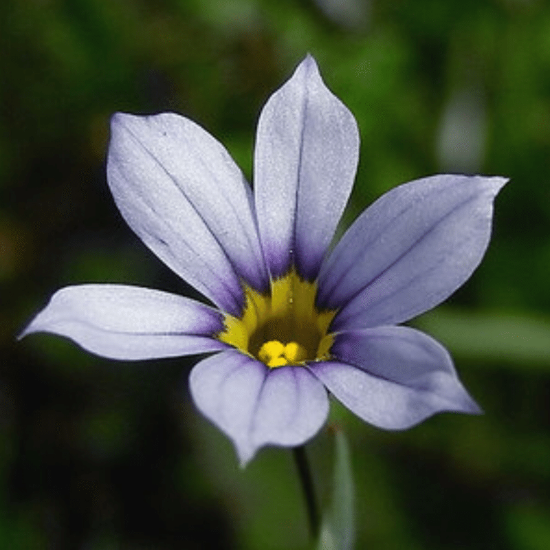 野草 野に咲く草花達 ニワゼキショウ 庭石菖 Srmr Jp Note 野草 野に咲く草花達 ニワゼキショウ 庭石菖 Srmr Jp Note