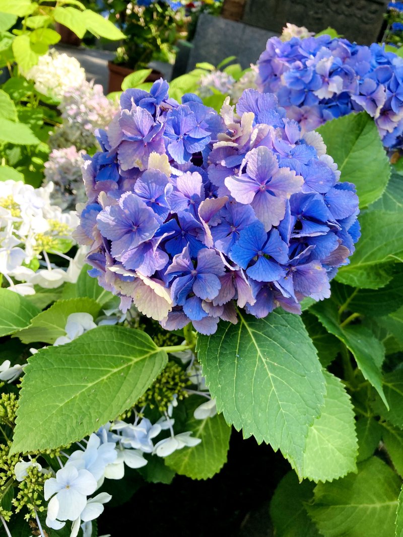 良縁 の新着タグ記事一覧 Note つくる つながる とどける